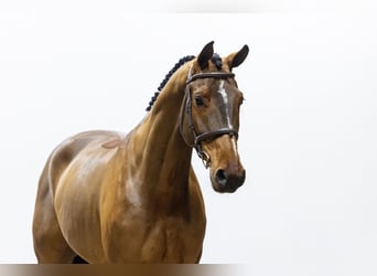 Oldenburg, Castrone, 7 Anni, 174 cm, Baio