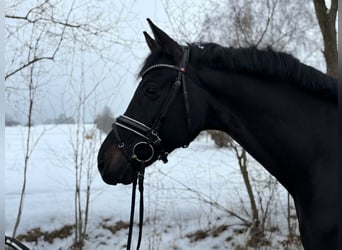 Oldenburg, Castrone, 7 Anni, 174 cm, Morello
