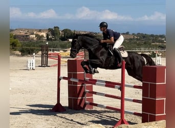 Oldenburg, Castrone, 7 Anni, 175 cm, Baio scuro