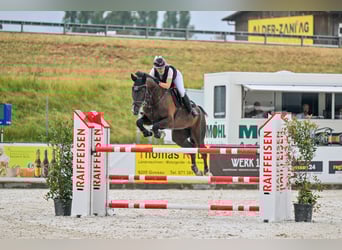 Oldenburg, Castrone, 7 Anni, 175 cm, Morello