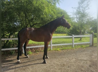 Oldenburg, Castrone, 7 Anni, 177 cm, Baio scuro