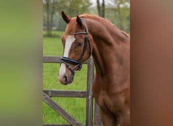 Oldenburg, Castrone, 7 Anni, 177 cm, Sauro scuro
