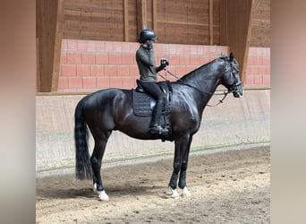 Oldenburg, Castrone, 7 Anni, 178 cm, Baio scuro