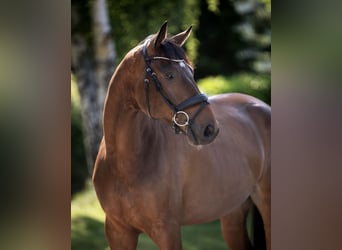 Oldenburg, Castrone, 7 Anni, 178 cm, Baio scuro