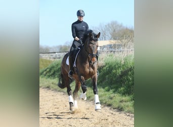 Oldenburg, Castrone, 7 Anni, 178 cm, Baio scuro