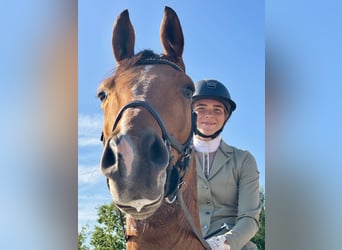 Oldenburg, Castrone, 7 Anni, 184 cm, Baio