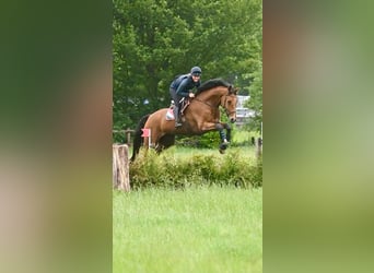 Oldenburg, Castrone, 7 Anni, 184 cm, Baio