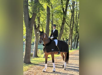 Oldenburg, Castrone, 7 Anni, 184 cm, Baio