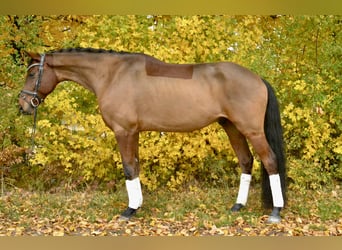 Oldenburg, Castrone, 8 Anni, 160 cm, Baio