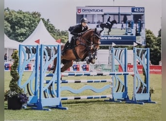 Oldenburg, Castrone, 8 Anni, 165 cm, Baio scuro