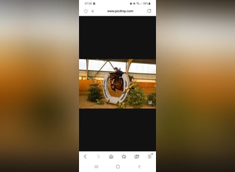 Oldenburg, Castrone, 8 Anni, 165 cm, Baio scuro