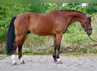 Oldenburg, Castrone, 8 Anni, 167 cm, Baio