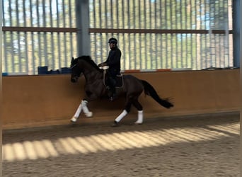 Oldenburg, Castrone, 8 Anni, 168 cm, Baio nero