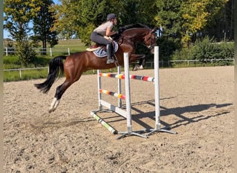 Oldenburg, Castrone, 8 Anni, 168 cm, Baio scuro