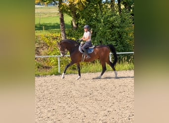 Oldenburg, Castrone, 8 Anni, 168 cm, Baio scuro