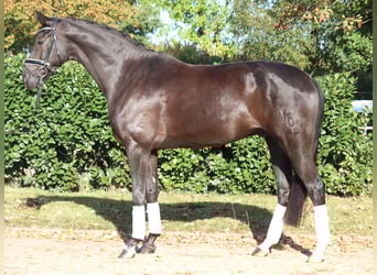 Oldenburg, Castrone, 8 Anni, 168 cm, Morello