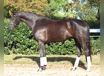Oldenburg, Castrone, 8 Anni, 168 cm, Morello