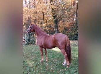 Oldenburg, Castrone, 8 Anni, 168 cm, Sauro