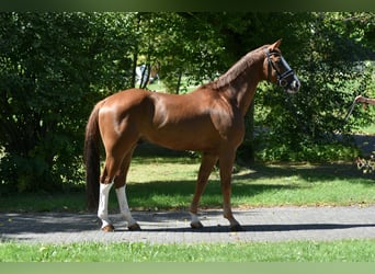 Oldenburg, Castrone, 8 Anni, 169 cm, Sauro