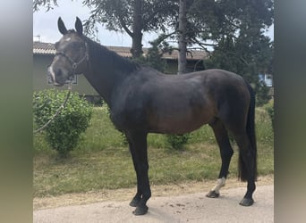 Oldenburg, Castrone, 8 Anni, 170 cm, Baio