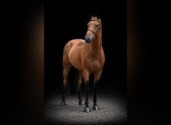 Oldenburg, Castrone, 8 Anni, 170 cm, Baio