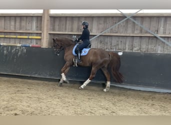 Oldenburg, Castrone, 8 Anni, 170 cm, Sauro scuro