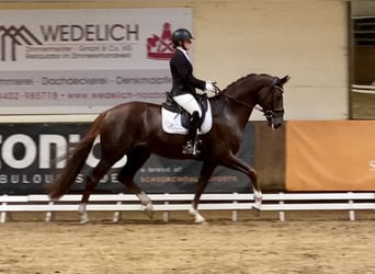 Oldenburg, Castrone, 8 Anni, 171 cm, Sauro scuro