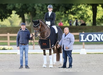 Oldenburg, Castrone, 8 Anni, 171 cm, Sauro scuro