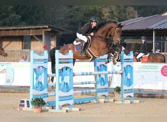 Oldenburg, Castrone, 8 Anni, 172 cm, Baio