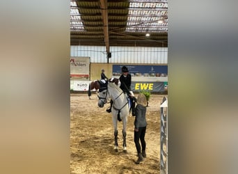 Oldenburg, Castrone, 8 Anni, 172 cm, Grigio