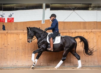 Oldenburg, Castrone, 8 Anni, 173 cm