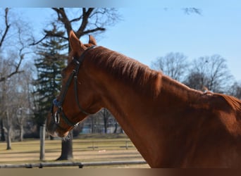 Oldenburg, Castrone, 8 Anni, 174 cm, Sauro scuro