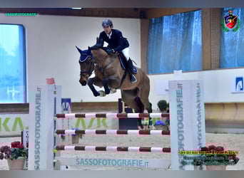 Oldenburg, Castrone, 8 Anni, 175 cm, Baio