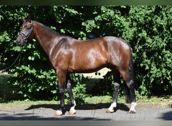 Oldenburg, Castrone, 8 Anni, 177 cm, Baio scuro