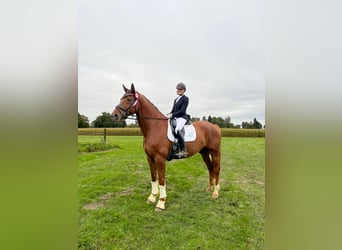 Oldenburg, Castrone, 8 Anni, 180 cm, Sauro scuro