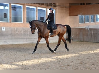 Oldenburg, Castrone, 8 Anni, 186 cm, Baio