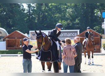 Oldenburg, Castrone, 8 Anni, Baio