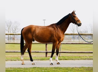 Oldenburg, Castrone, 8 Anni, Baio