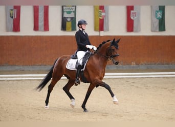 Oldenburg, Castrone, 9 Anni, 160 cm, Baio