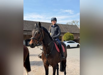 Oldenburg, Castrone, 9 Anni, 166 cm, Baio