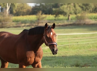 Oldenburg, Castrone, 9 Anni, 167 cm, Baio