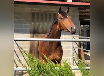 Oldenburg, Castrone, 9 Anni, 167 cm, Baio