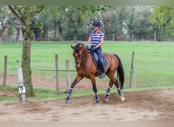 Oldenburg, Castrone, 9 Anni, 167 cm, Baio