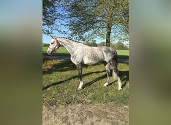 Oldenburg, Castrone, 9 Anni, 167 cm, Grigio