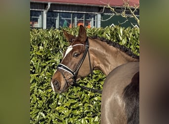 Oldenburg, Castrone, 9 Anni, 167 cm, Sauro scuro