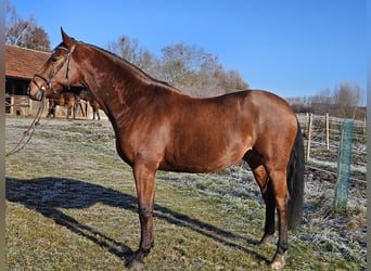 Oldenburg, Castrone, 9 Anni, 168 cm, Baio