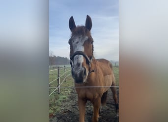 Oldenburg, Castrone, 9 Anni, 168 cm, Sauro
