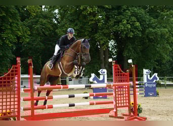 Oldenburg, Castrone, 9 Anni, 170 cm, Baio