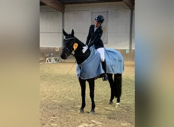 Oldenburg, Castrone, 9 Anni, 170 cm, Baio nero