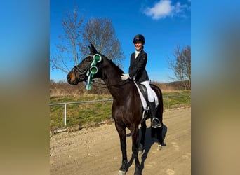 Oldenburg, Castrone, 9 Anni, 170 cm, Baio nero